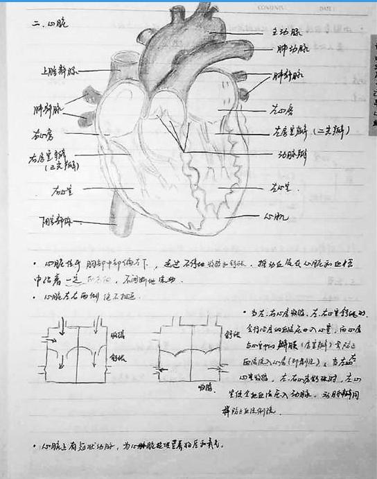 医生爸爸现切猪心示范作心脏结构图